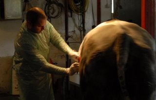 Hygiëne vraagt om aandacht bij keizersnede koeien