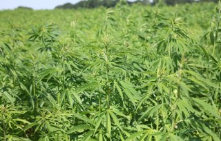 Hennepscheven bieden telers perspectief op hoger saldo