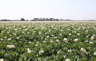 Europese oogstraming aardappelen en bieten met 2 procent verlaagd
