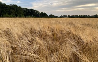 Droogte remt Europese graanoogst niet af