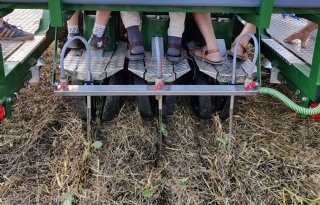Planten in mulch als basis voor duurzame groenteteelt