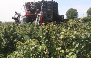 Oogst zwarte bessen voor cassis van Hero start vroeg