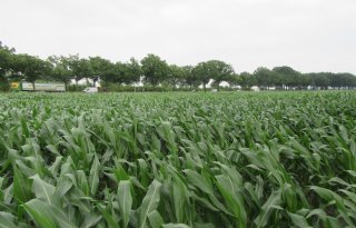 Weersomstandigheden tarten proef biostimulant BlueN in mais