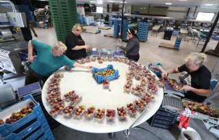 Eerste pruimen smaken goed na de vele zonuren
