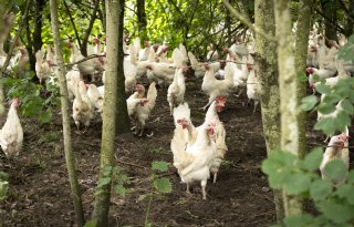 Biologische+hennen+in+Gelderse+Vallei+mogen+weer+naar+buiten