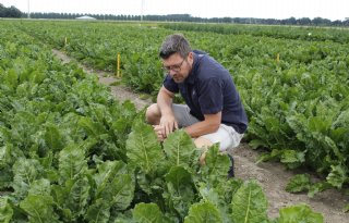 Bayer+verwacht+volgend+jaar+nieuwe+zaadcoating+voor+suikerbieten