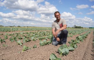 Insectenbestrijding in spruitkool wordt steeds grotere opgave