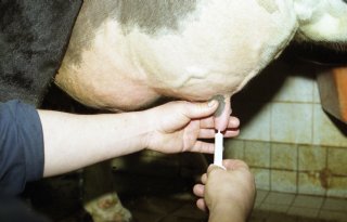 Zogend kalf kan vogelgriep overbrengen naar uier van de koe