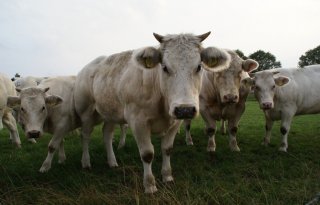 Insecten+en+transport+risicofactoren+voor+verspreiding+lumpy+skin+disease