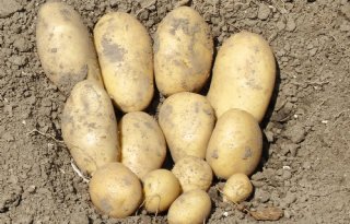 Vroege fritesaardappelen rijpen nu snel af