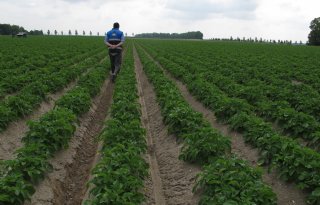 Minder bacterie en iets grotere virusdruk in pootgoed
