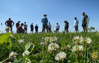 Tomorrow’s Dairy: praktijkworkshop grasklaverteelt bij Bart Faassen