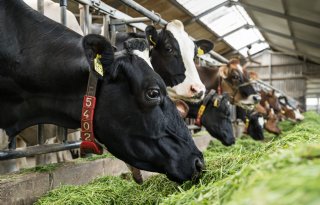 'Groene ambitie heeft een keerzijde'