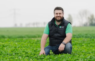 Vanggewas met vlinderbloemigen biedt veel voordelen