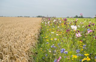 LTO noemt korting op tarieven ecoregeling onwenselijk