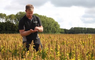 Jac van Eck heeft quinoateelt steeds beter in de vingers en het saldo is goed