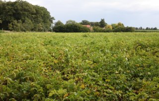 Aardappelen rijpen ruim twee weken eerder af dan normaal