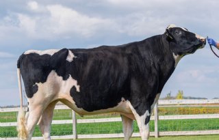 Captain handhaaft zich aan kop bij stierindexen zwartbont