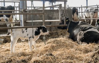 'Toekomst van veehouderij gaat over balans tussen hart, verstand en inkomen'