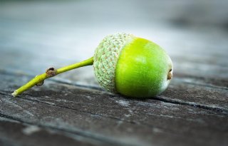 Veehouders alert gemaakt op giftige eikels als gevolg van hitte