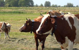 Weiden zonder afrastering met de Collie-halsband