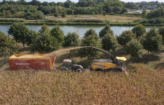 Vooral veel nieuwe korrelmaisrassen op rassenlijst