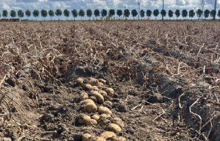 Proefrooiing PotatoEurope wijst op flinke opbrengsten