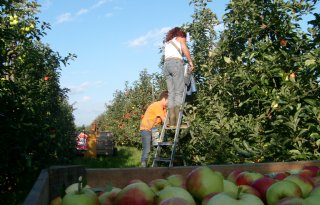 Ondanks topoogst blijven er zorgen over teelt appels en peren