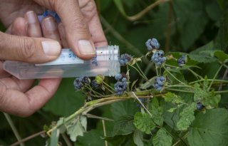 Aziatische sluipwesp uitgezet om suzuki-fruitvlieg te bestrijden