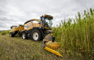 'Met 24 ton per hectare mooie oogst vezelhennep'