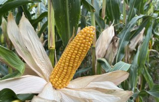 Veertien nieuwe maisrassen op rassenlijst