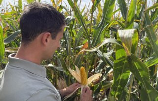 Ultravroege mais: de sleutel tot oogst voor 1 september