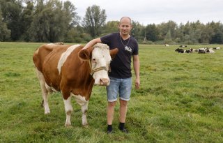 Amsterdamse politiek tegen kunstproject met levende koeien