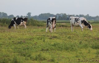 Dankzij data haalt veehouder meer opbrengst van wei: 'Meten is weten'