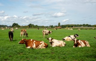 'Krimp van veestapel alleen haalt land niet van stikstofslot'