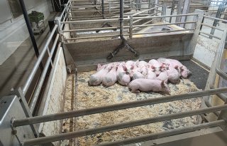 Bewegende vloer deert slapende biggen niet