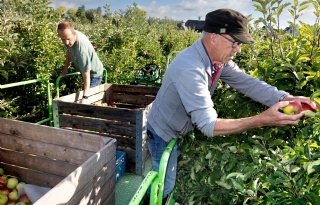 Zorgen fruittelers over 'negatieve framing en beeldvorming' PAN over appels