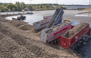 Bietencampagne van start; Cosun rekent op hoge suikeropbrengst