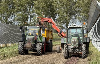 Eerste rode bieten geoogst in Flevolands zonnepark