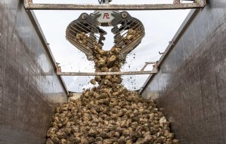Suikergehalte van bieten uit zuidwesten dik boven 18 procent