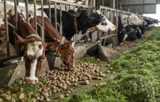 Meer aardappelen voor veehouders beschikbaar