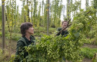 Uitstekende hopoogst in Empe gaat naar Zutphense craftbierbrouwer