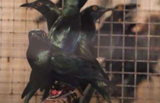 NVWA waarschuwt voor dierziekten na inval mogelijk illegale import vogels