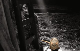Innovatieve knaagdierbestrijding: Harmonix Rodent Paste doorbraak voor agrarische sector
