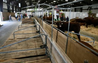 Dierziekten houden melkvee weg van Franse beurs