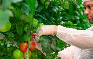 Tomatenbladsnijrobot+al+volop+in+praktijk+in+Bretagne