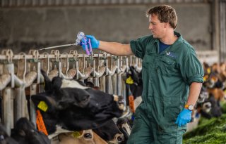 Een dag op pad met de rundveedierenarts: 'Het mooist is de samenwerking'
