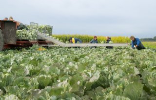 Areaal biologisch in 2025 gegroeid met 3,1 procent