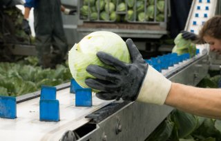 Vollegrondsgroente krijgt weer eigen vakgroep binnen LTO