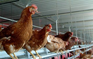 LTO/NOP: directe ophokplicht kippen